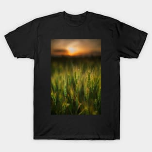 Wheat field at sunset, sun in the frame T-Shirt